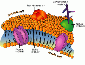 cell_membrane[1]
