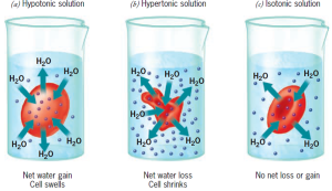 Difusión de agua a través de la membrana, osmosis