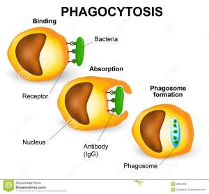 phagocytosis-three-steps-human-immune-system-38904896